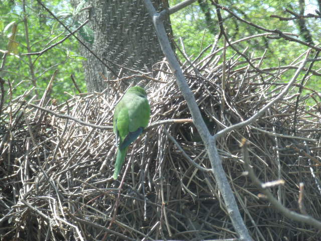 Monk Parrot