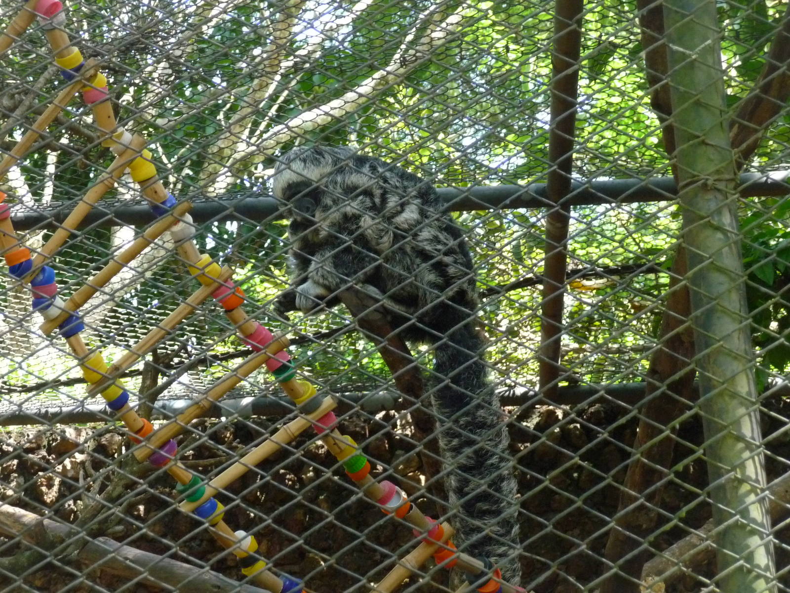 monk saki brasilia zoo