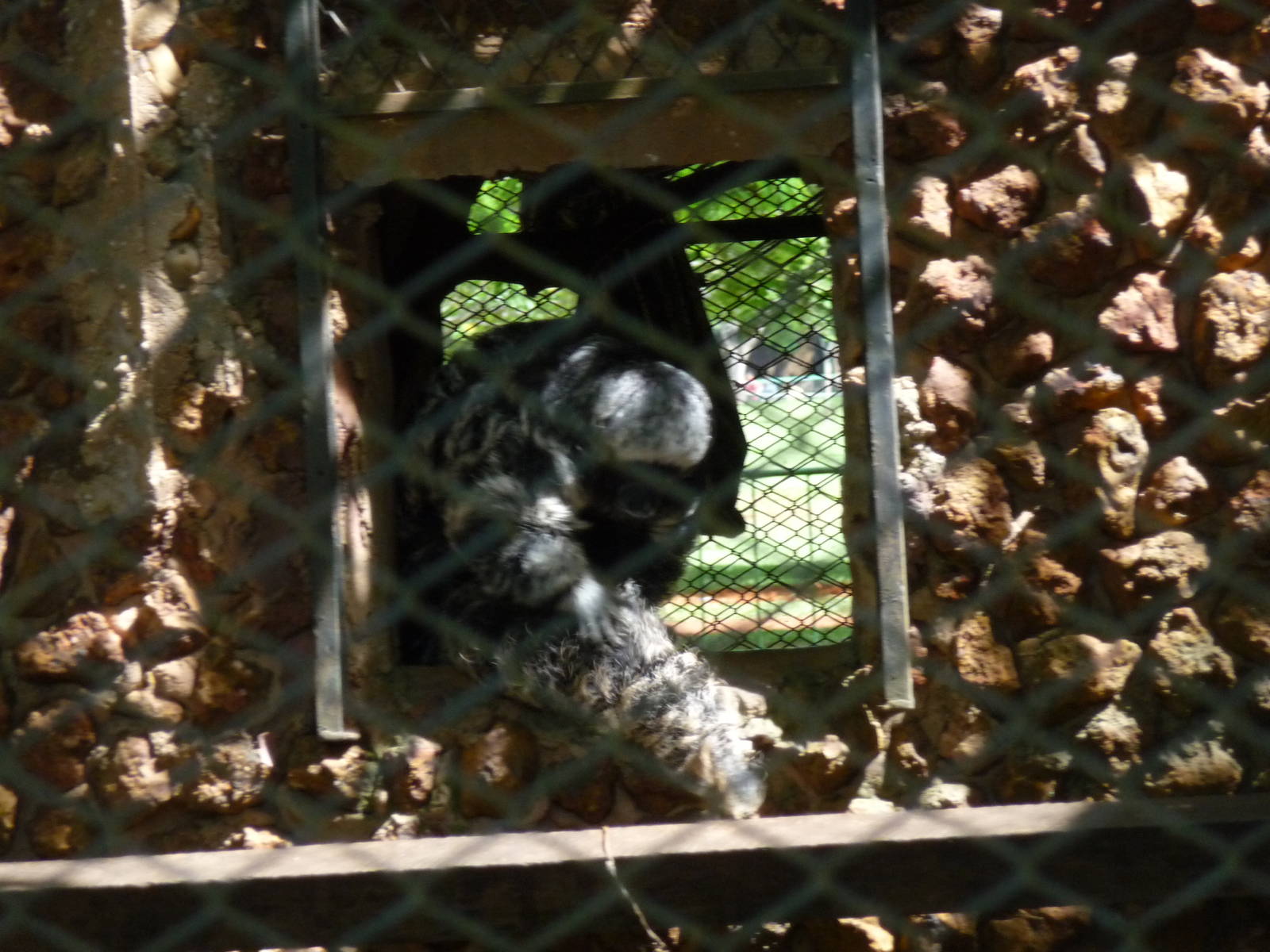 monk saki brasilia zoo