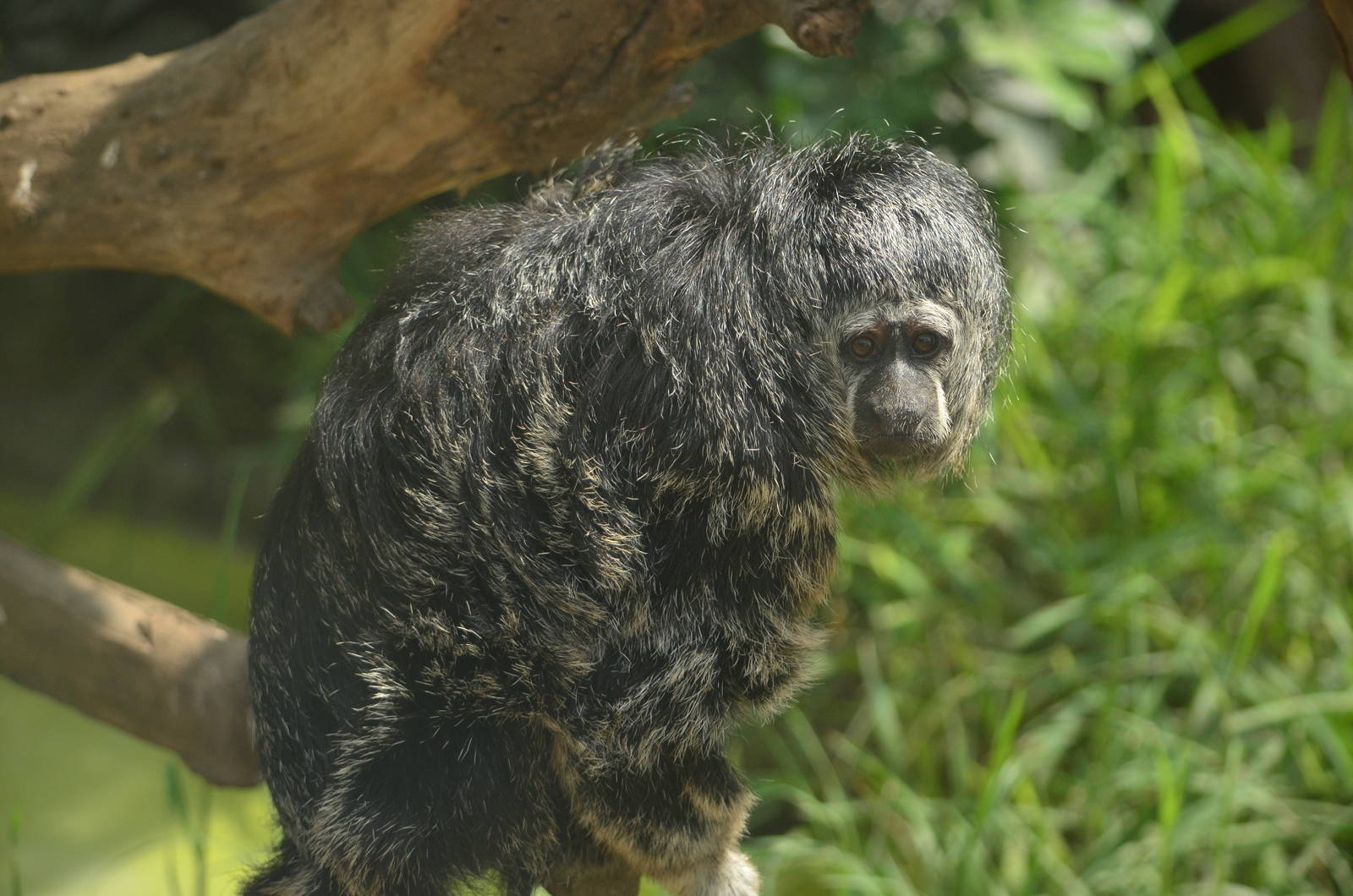 Monk Saki (Pithecia monachus)