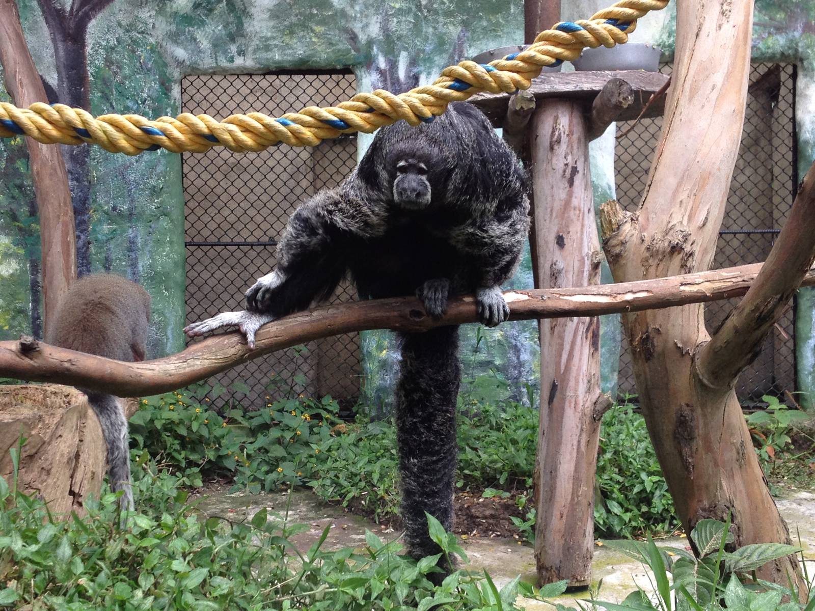 Monk Saki (Pithecia monachus)