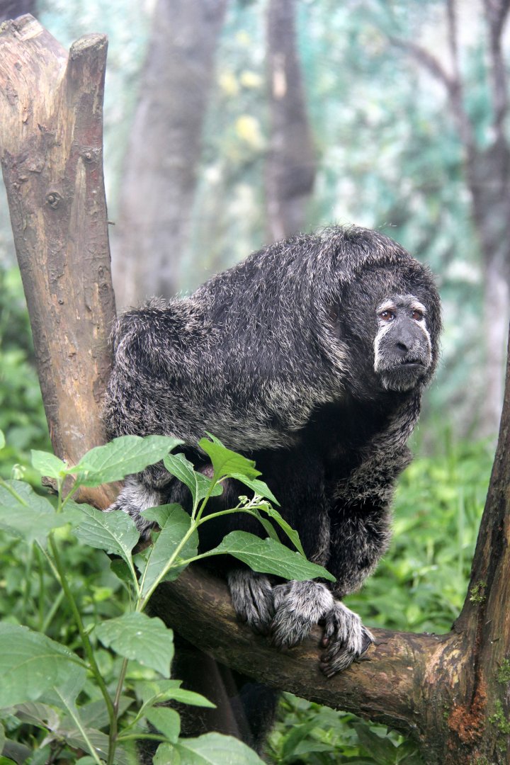 monk saki (Pithecia monachus)