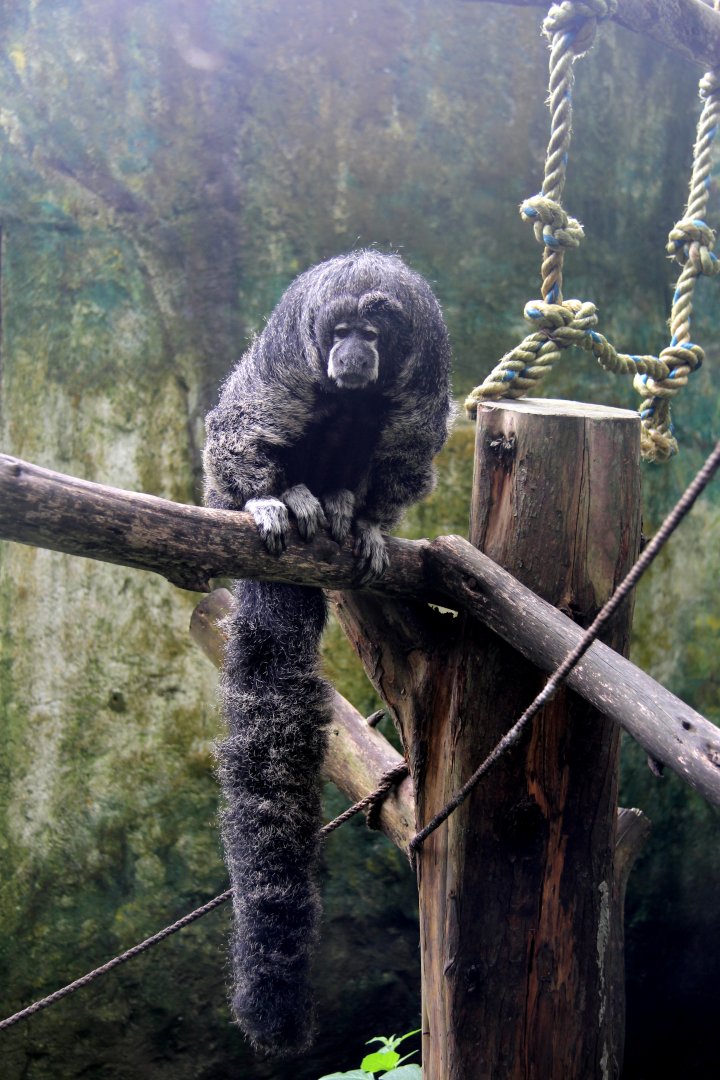 monk saki (Pithecia monachus)