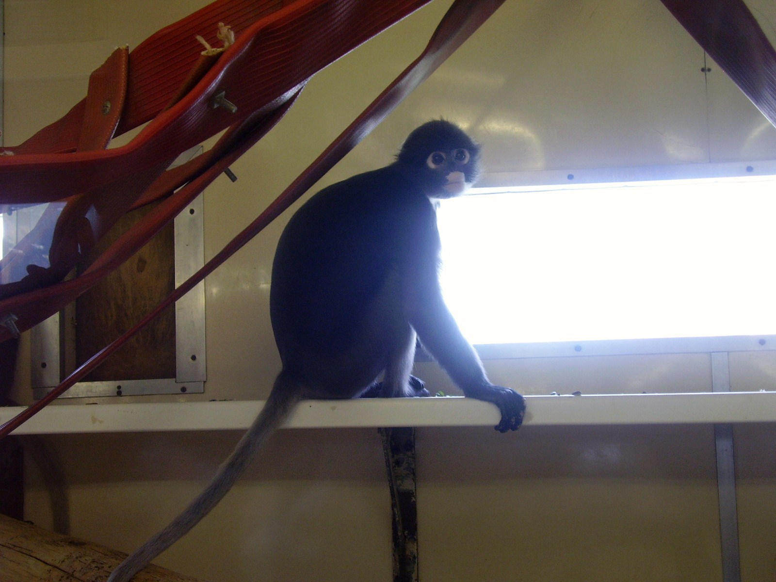 Monkey - 2009