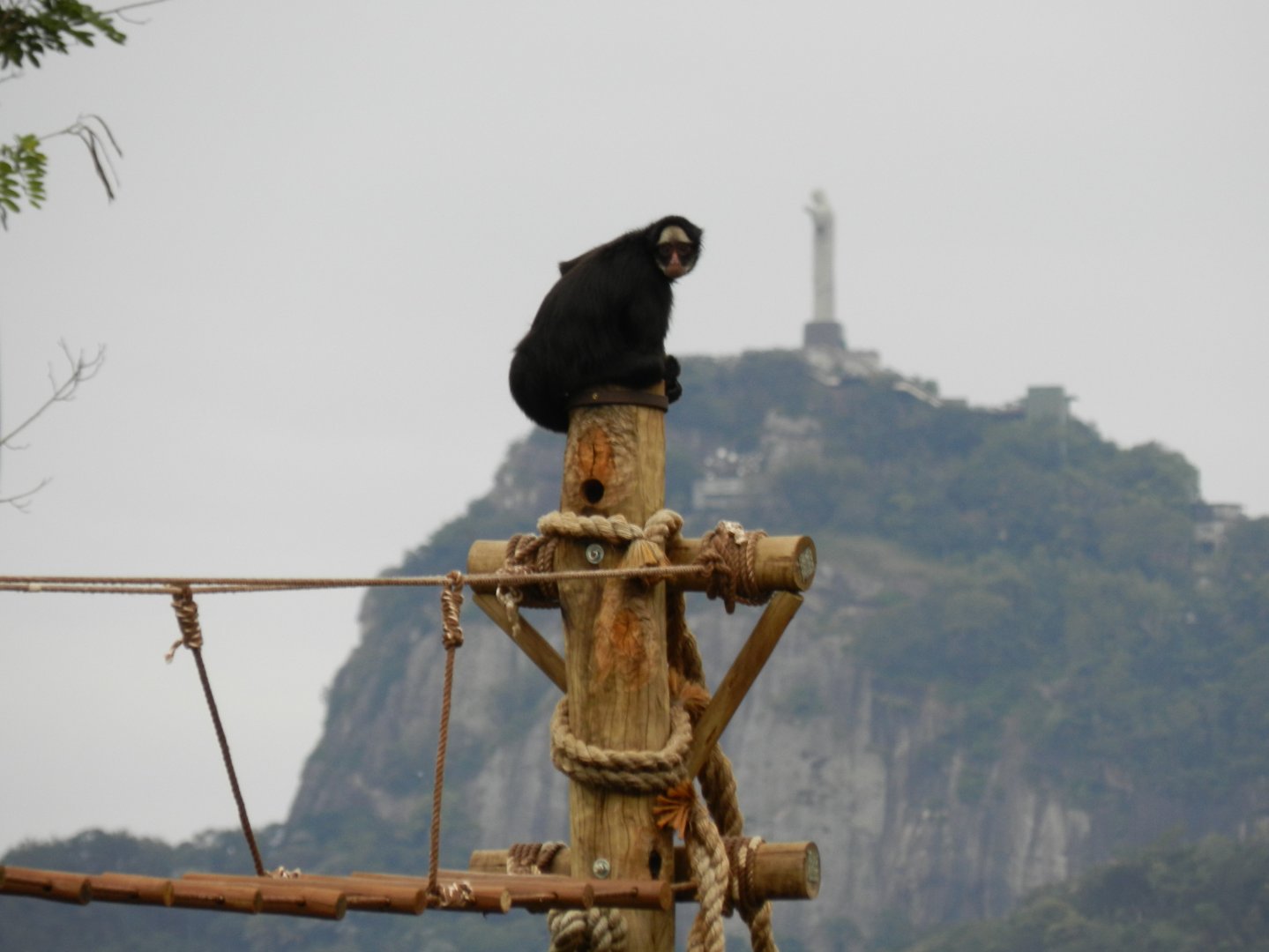 Monkey and christ the redeemer - BioParque do Rio
