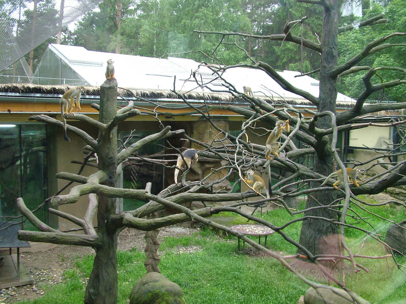 Monkey and Tamandua exhibit at Olomouc 30/05/09