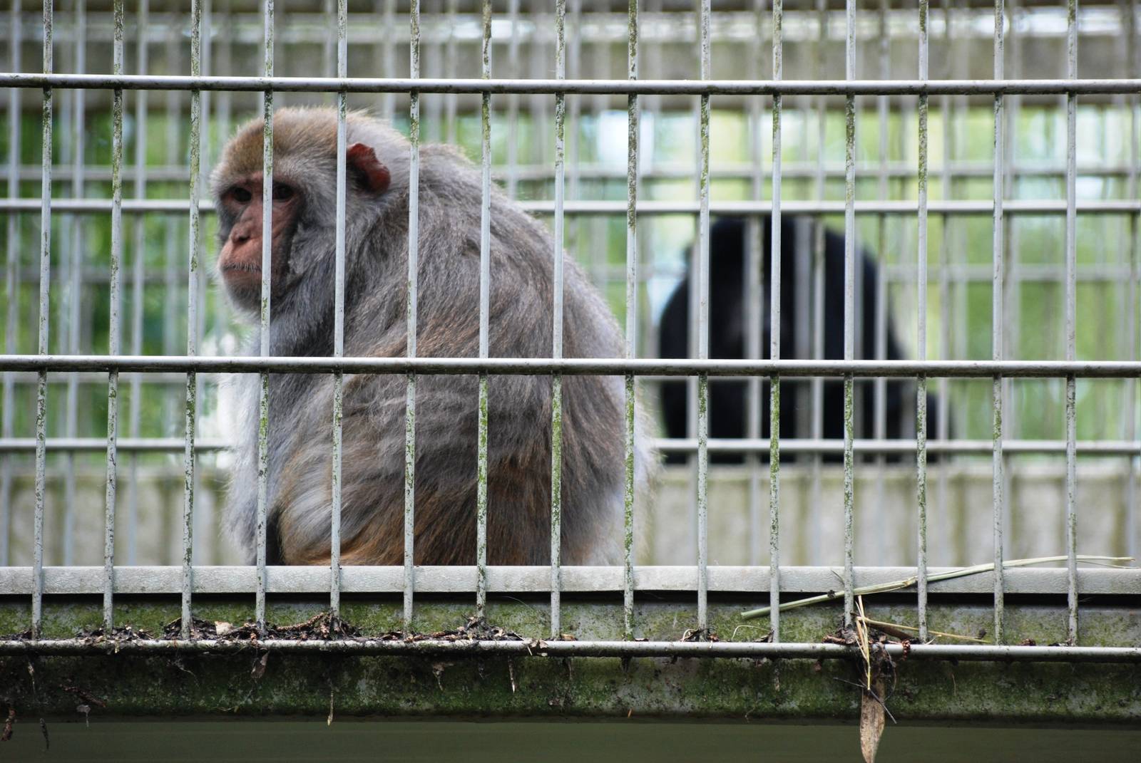 Monkey Bridges at Best, 02/06/12