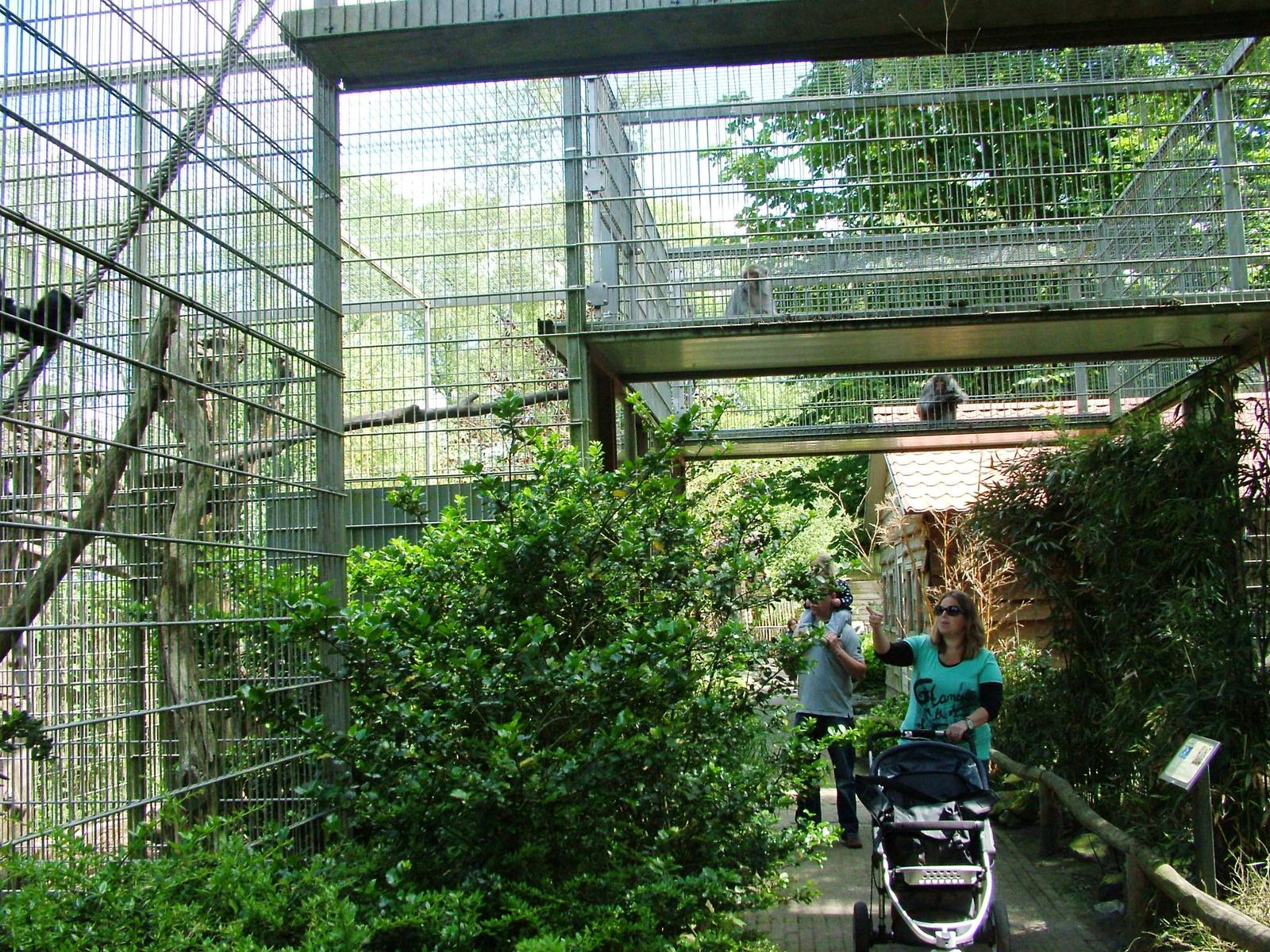 Monkey Bridges at Best, 02/06/12