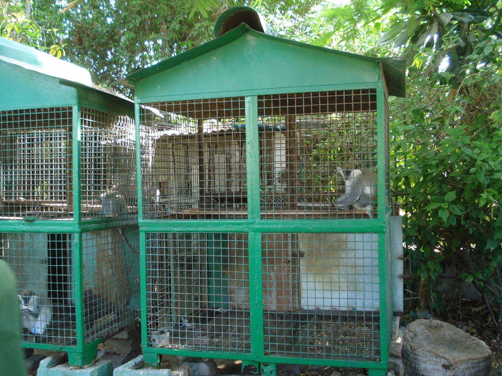 Monkey cages