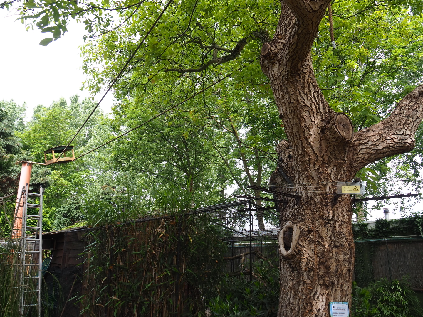 Monkey climbing structures around tree, 2019-05-25