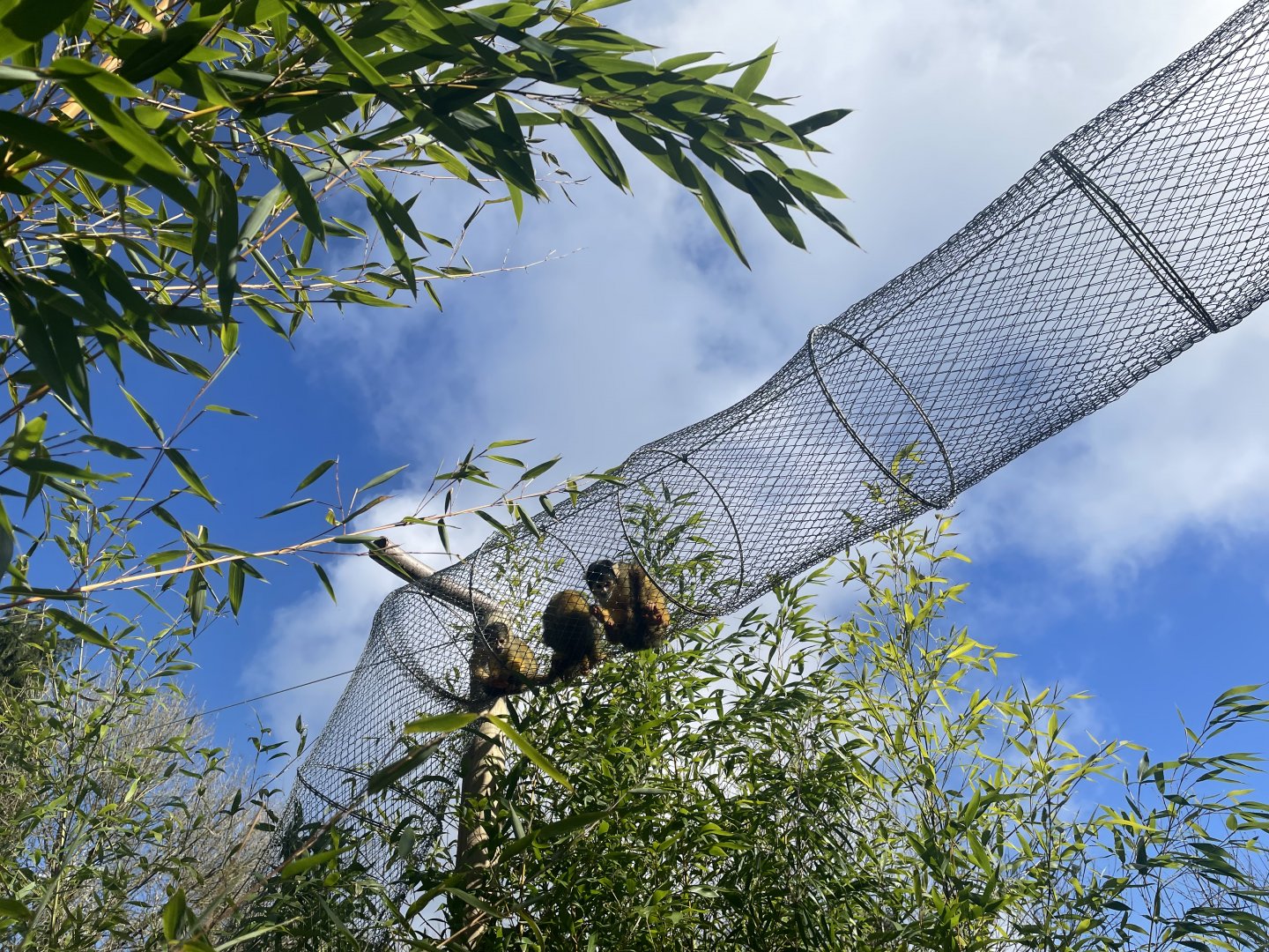 “Monkey Crossing”