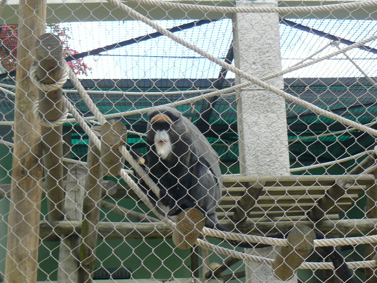 Monkey ? (de Brazza ?)