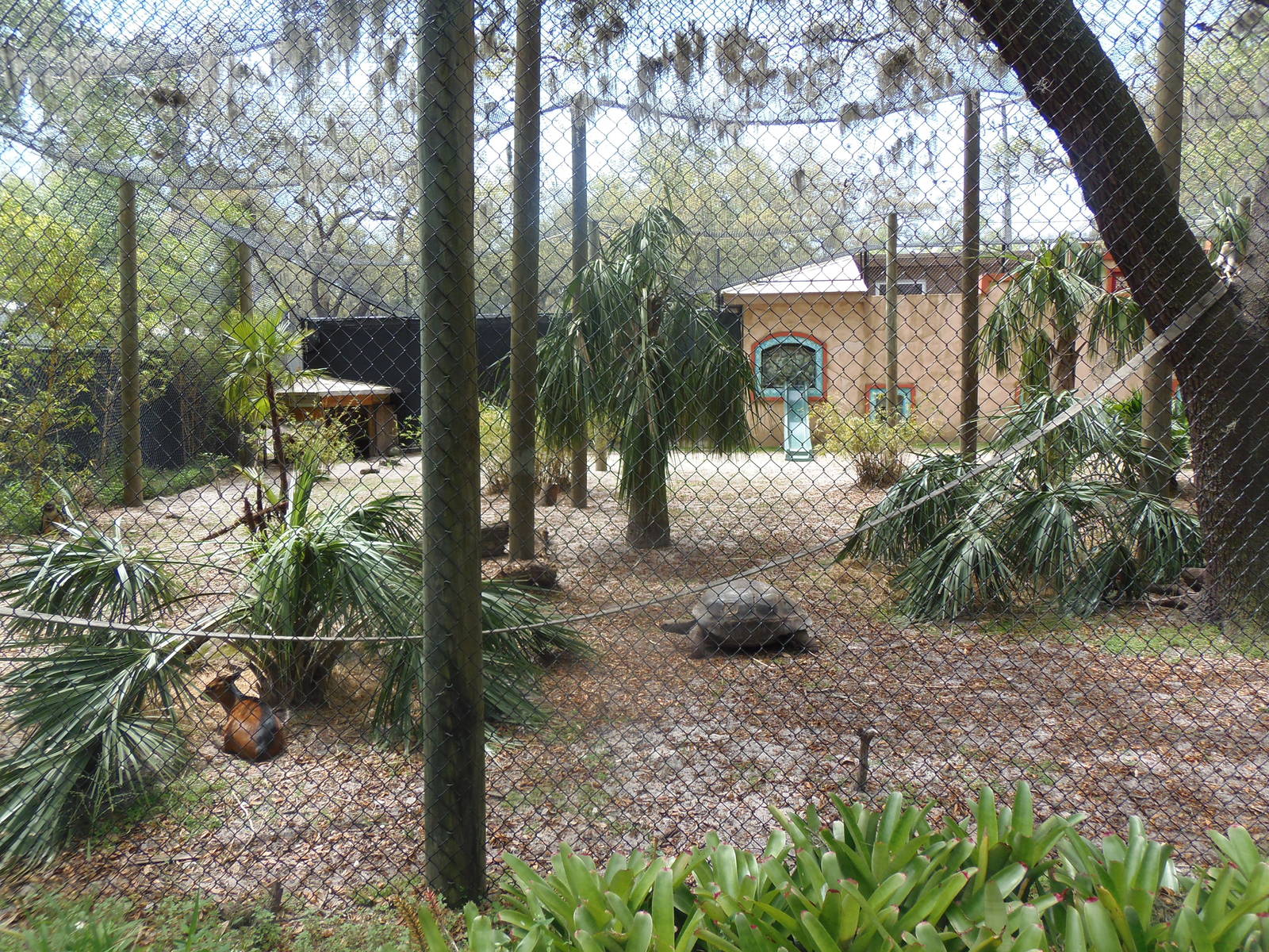 Monkey/Duiker/Tortoise Exhibit