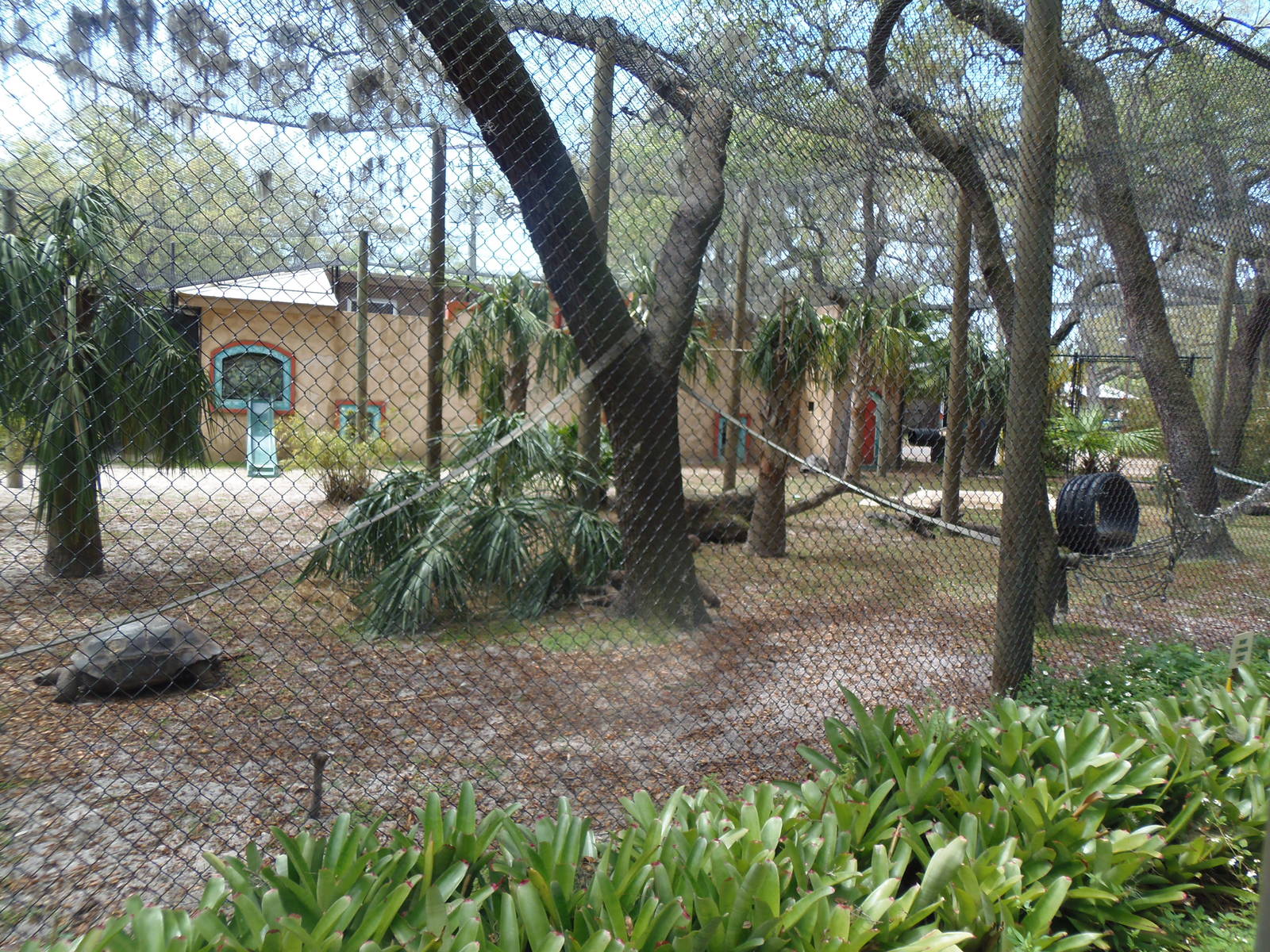 Monkey/Duiker/Tortoise Exhibit