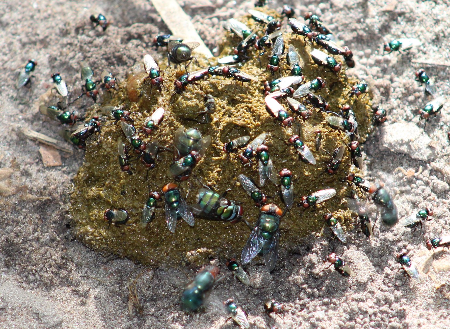 Monkey-dung with a lot of flies
