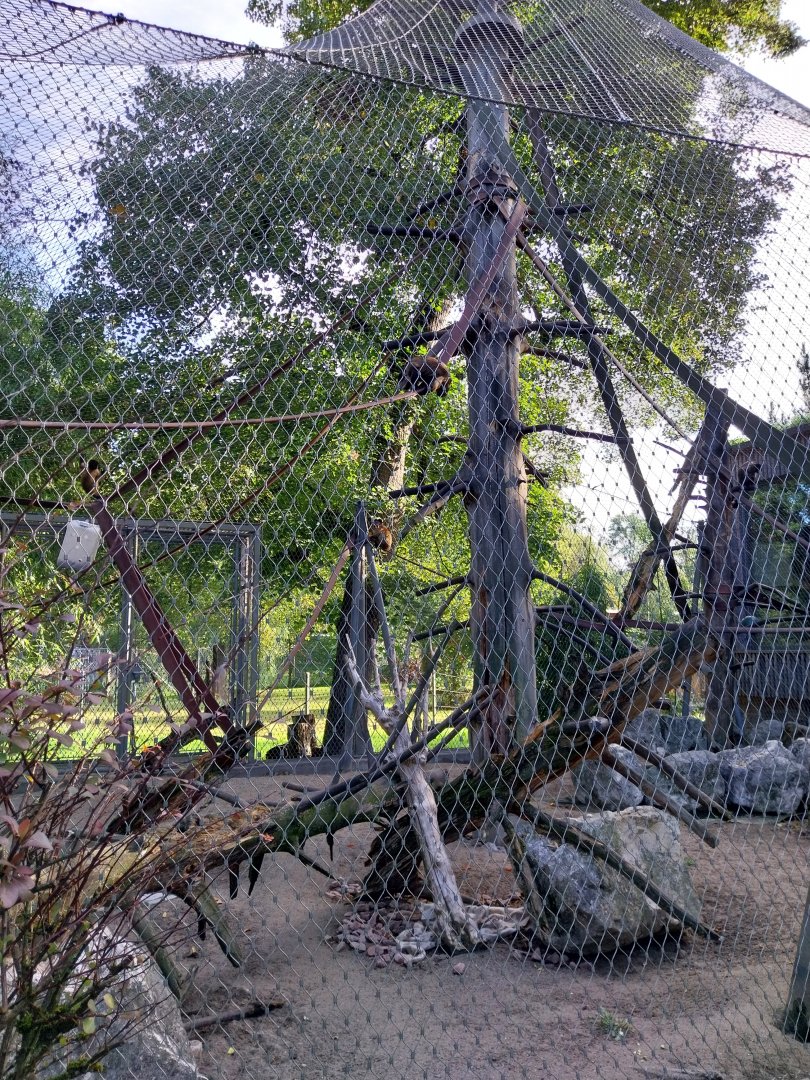 Monkey enclosure (black-capped capuchin)