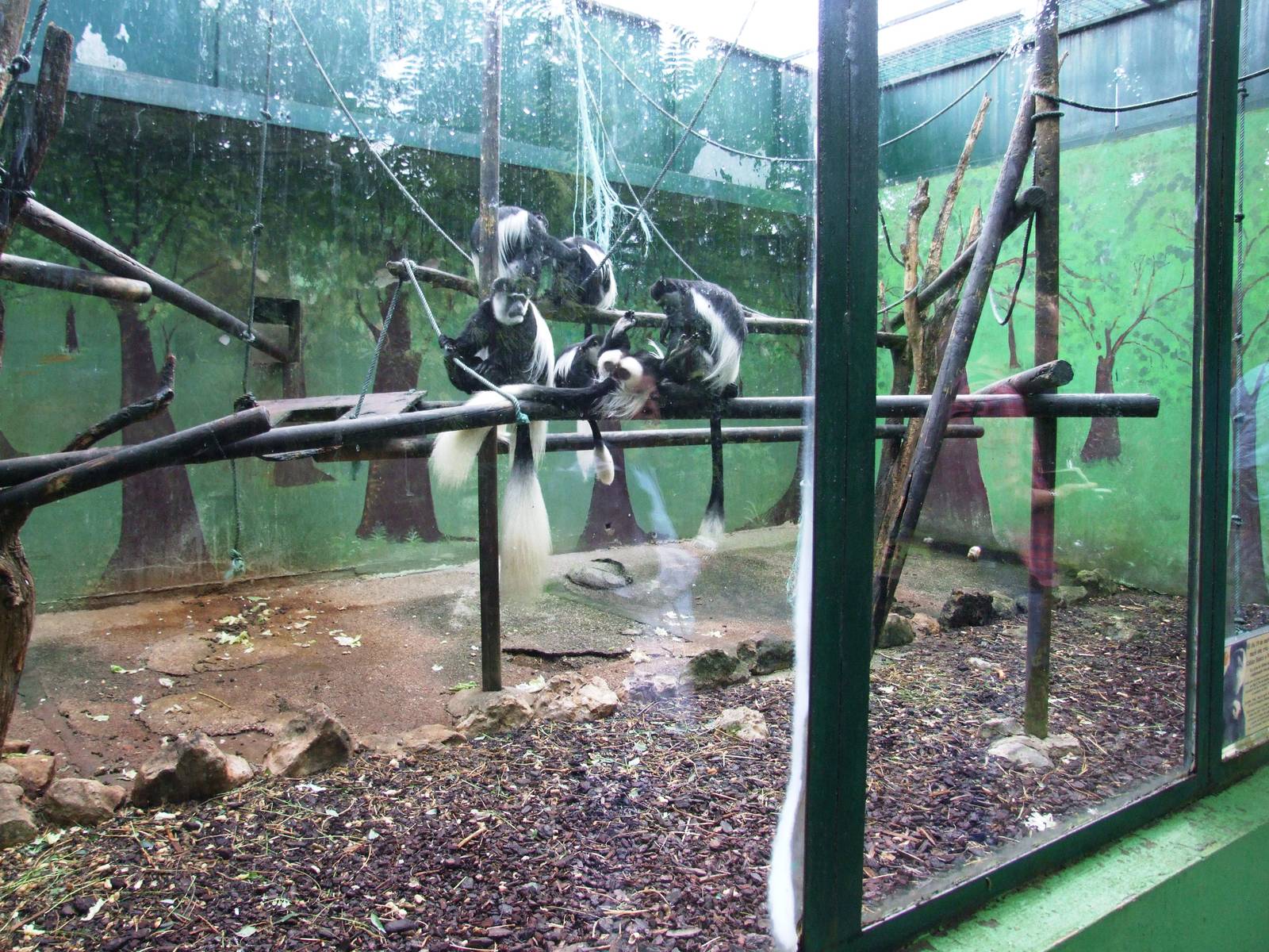 Monkey Enclosures at Santillana del Mar, 13/06/15