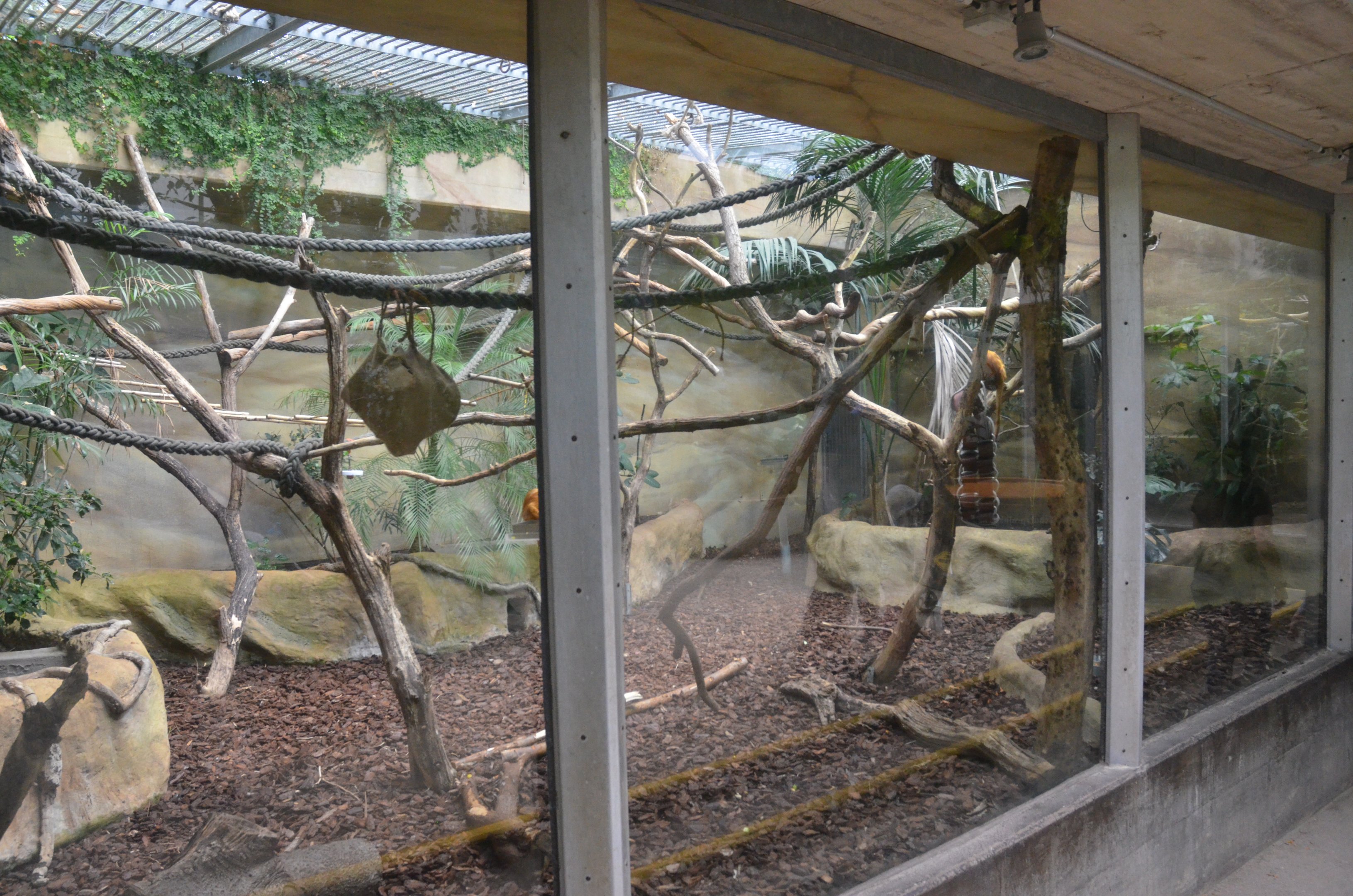 Monkey Enclosures in Ape House at Krefeld, 15/06/19