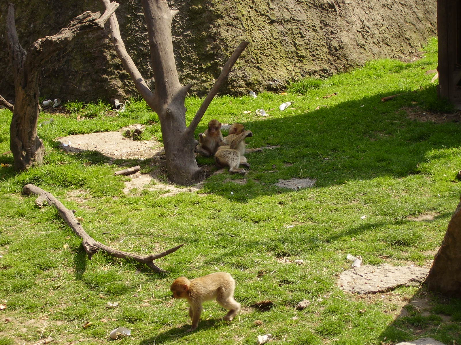 Monkey Exhibit - 2010