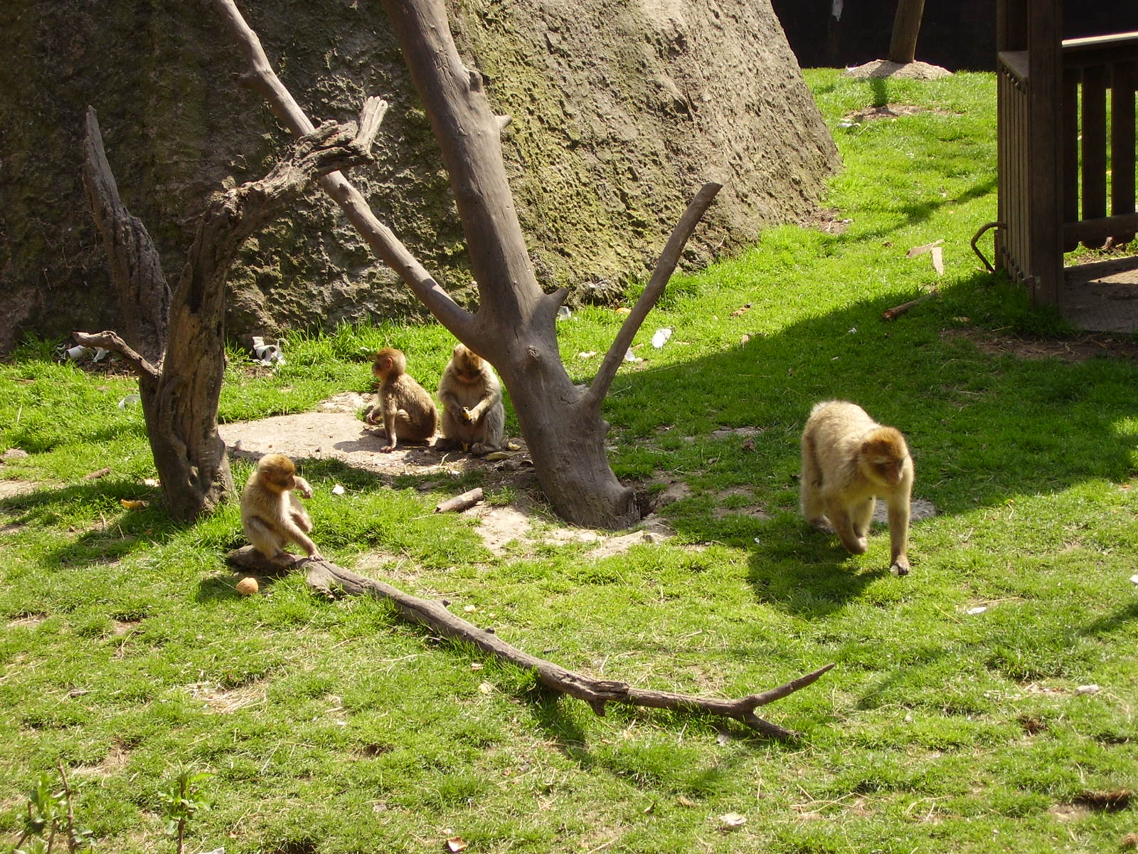 Monkey Exhibit - 2010