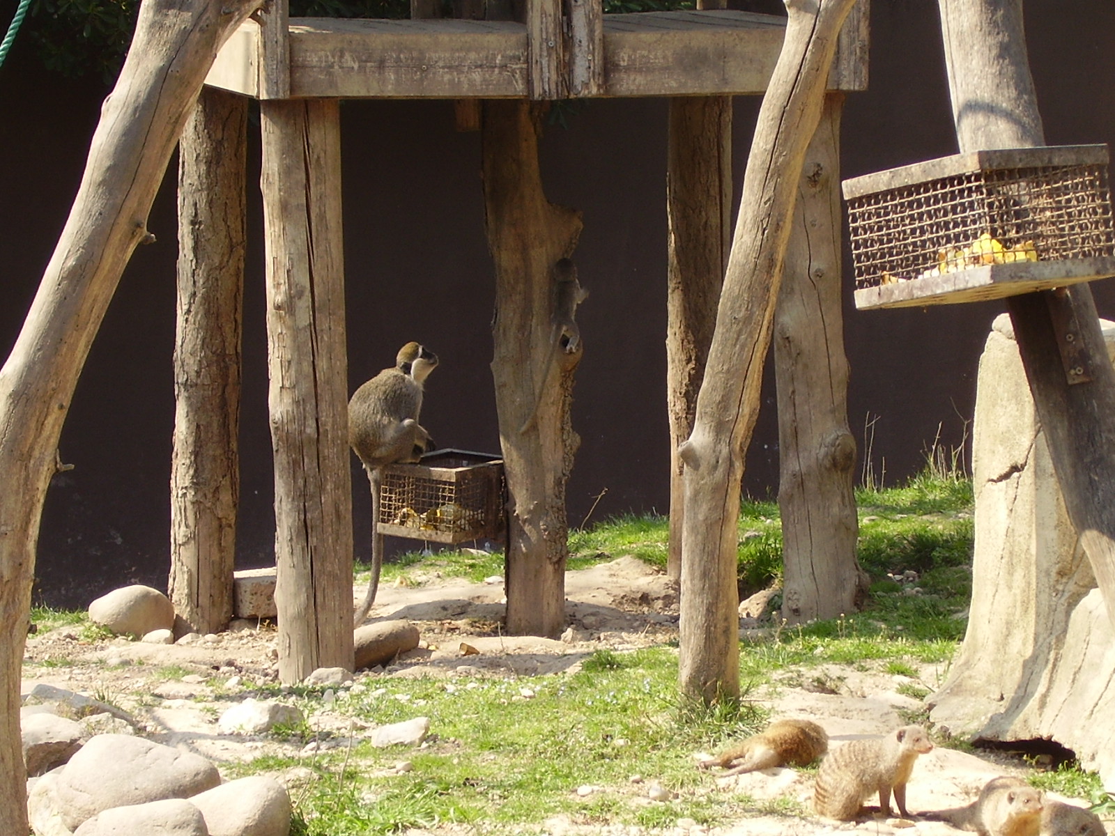 Monkey Exhibit - 2010