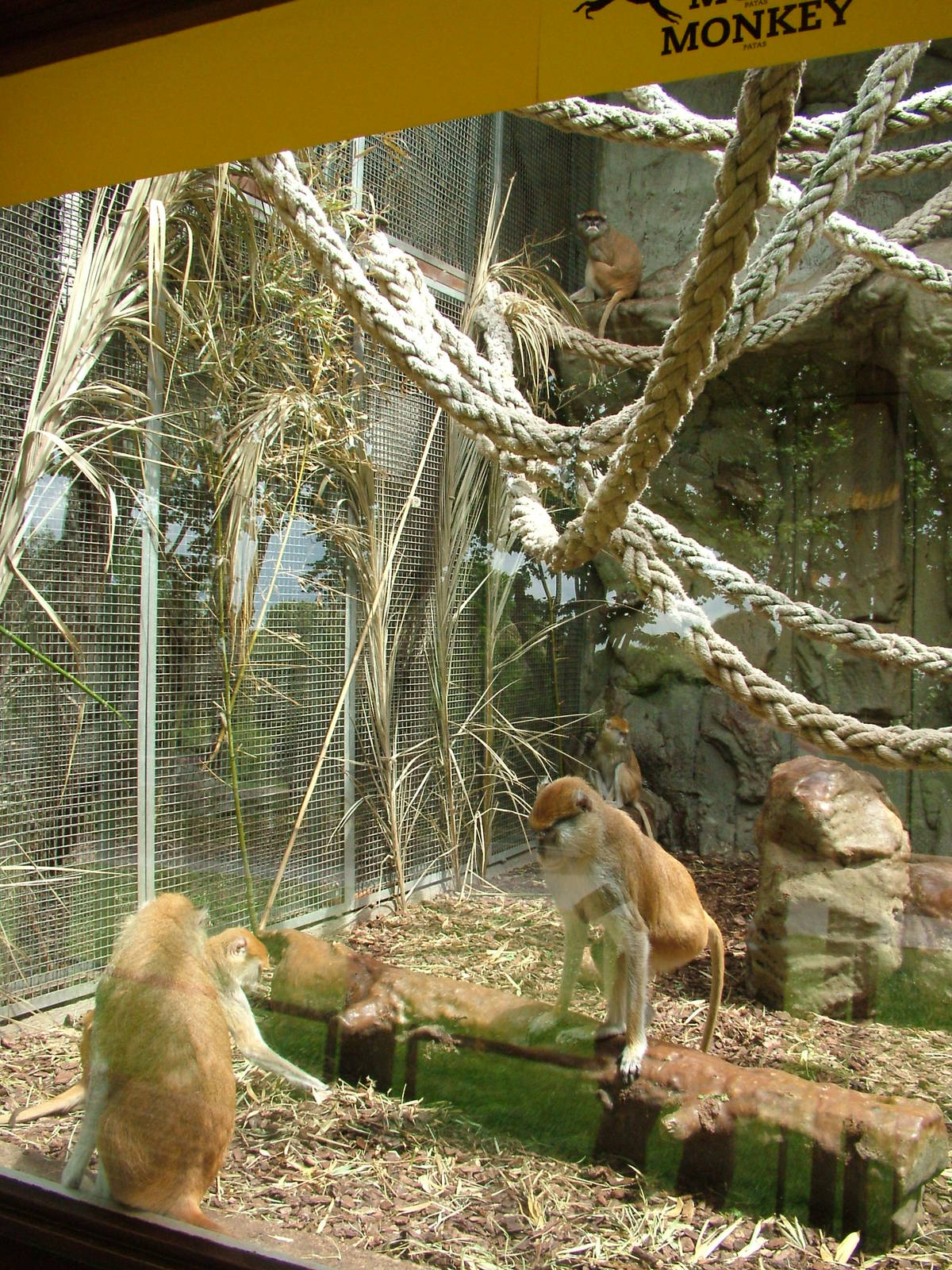 Monkey Exhibit at Barcelona, 30/05/11