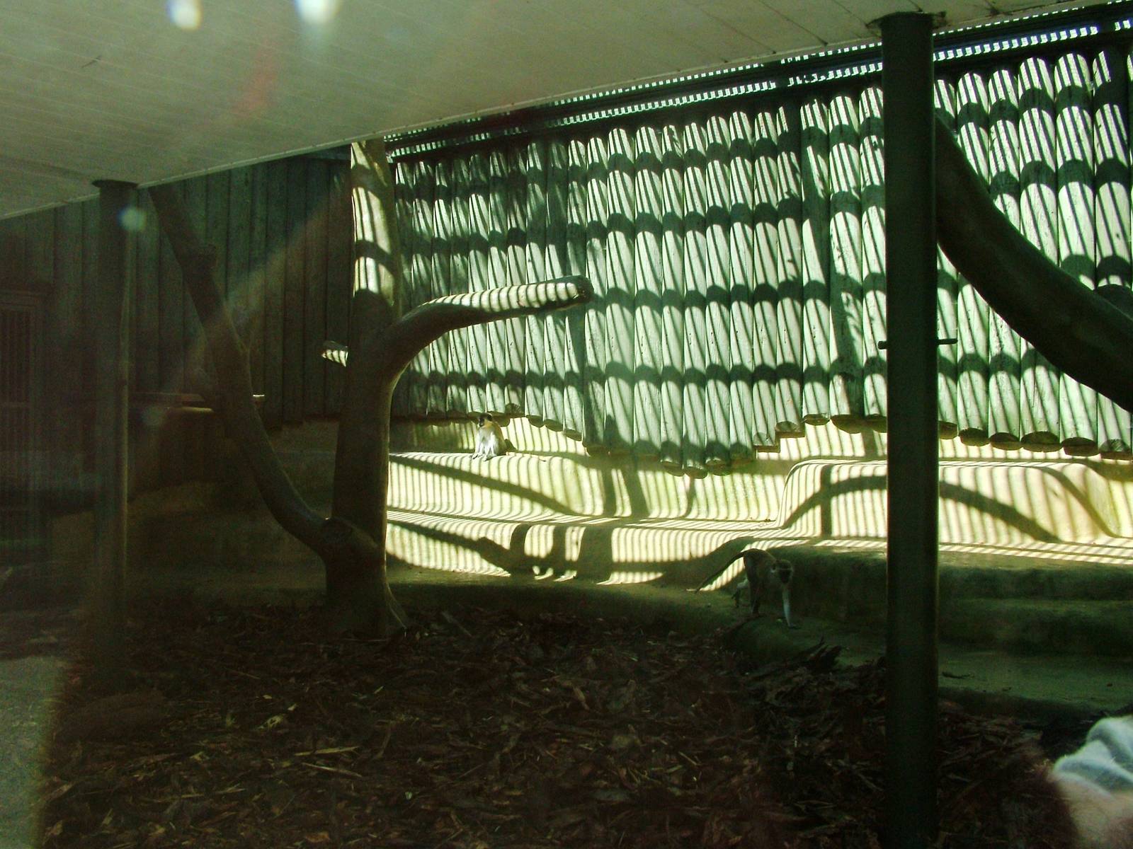 Monkey Exhibit at Liberec, 28/08/12