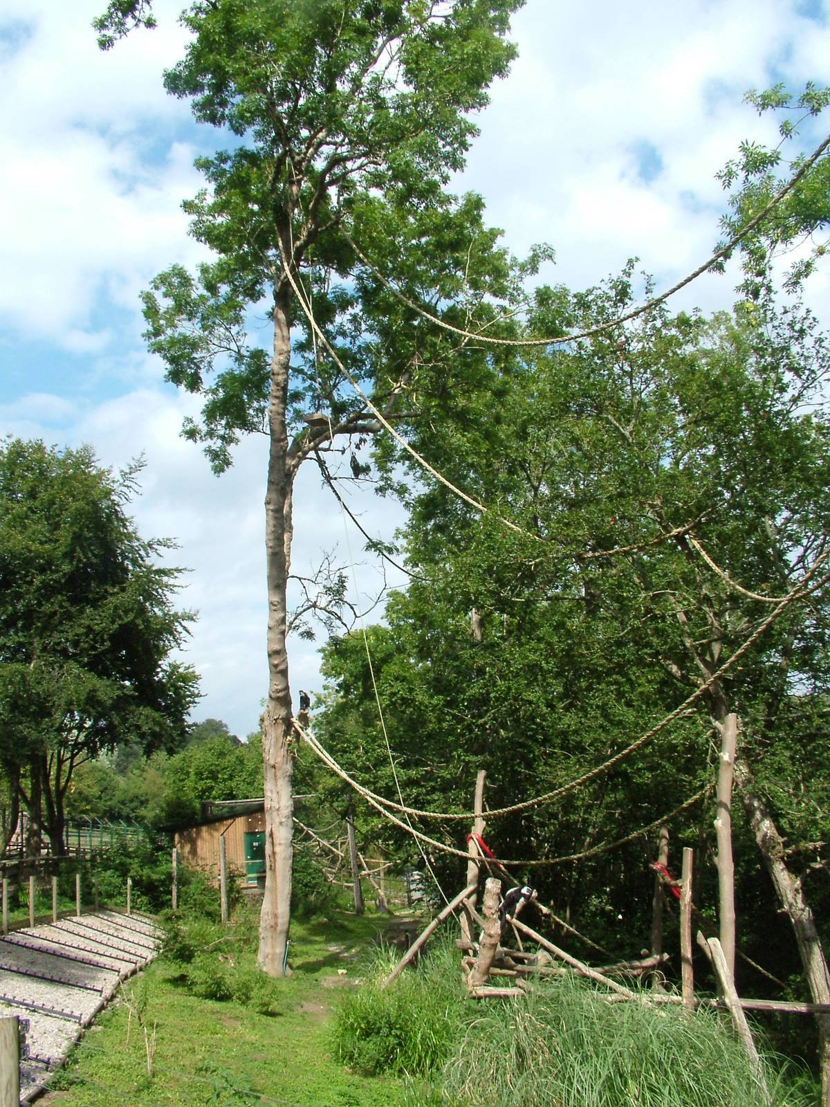 Monkey Exhibit at Port Lympne, 01/08/10