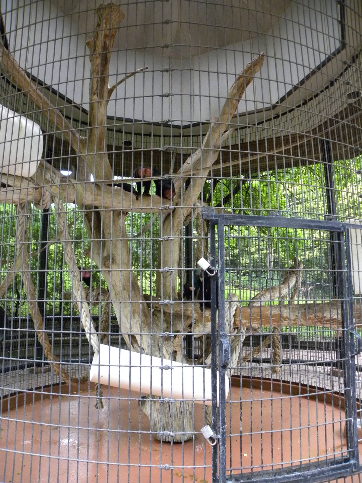monkey exhibit