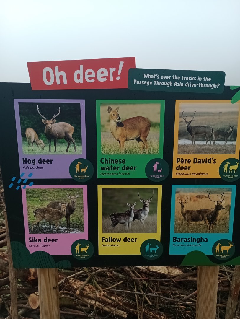 Monkey Forest deer sign