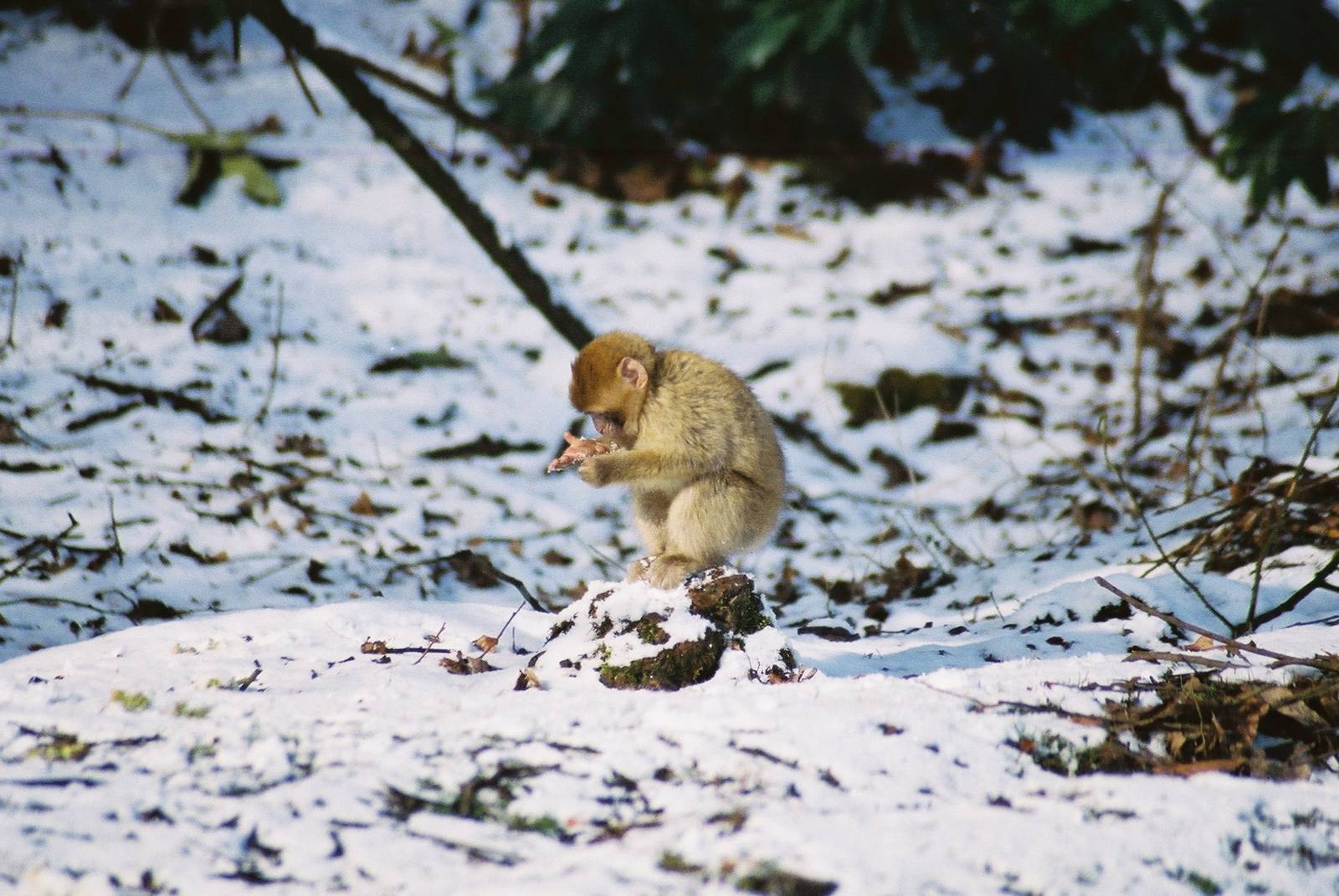Monkey Forest Macaque