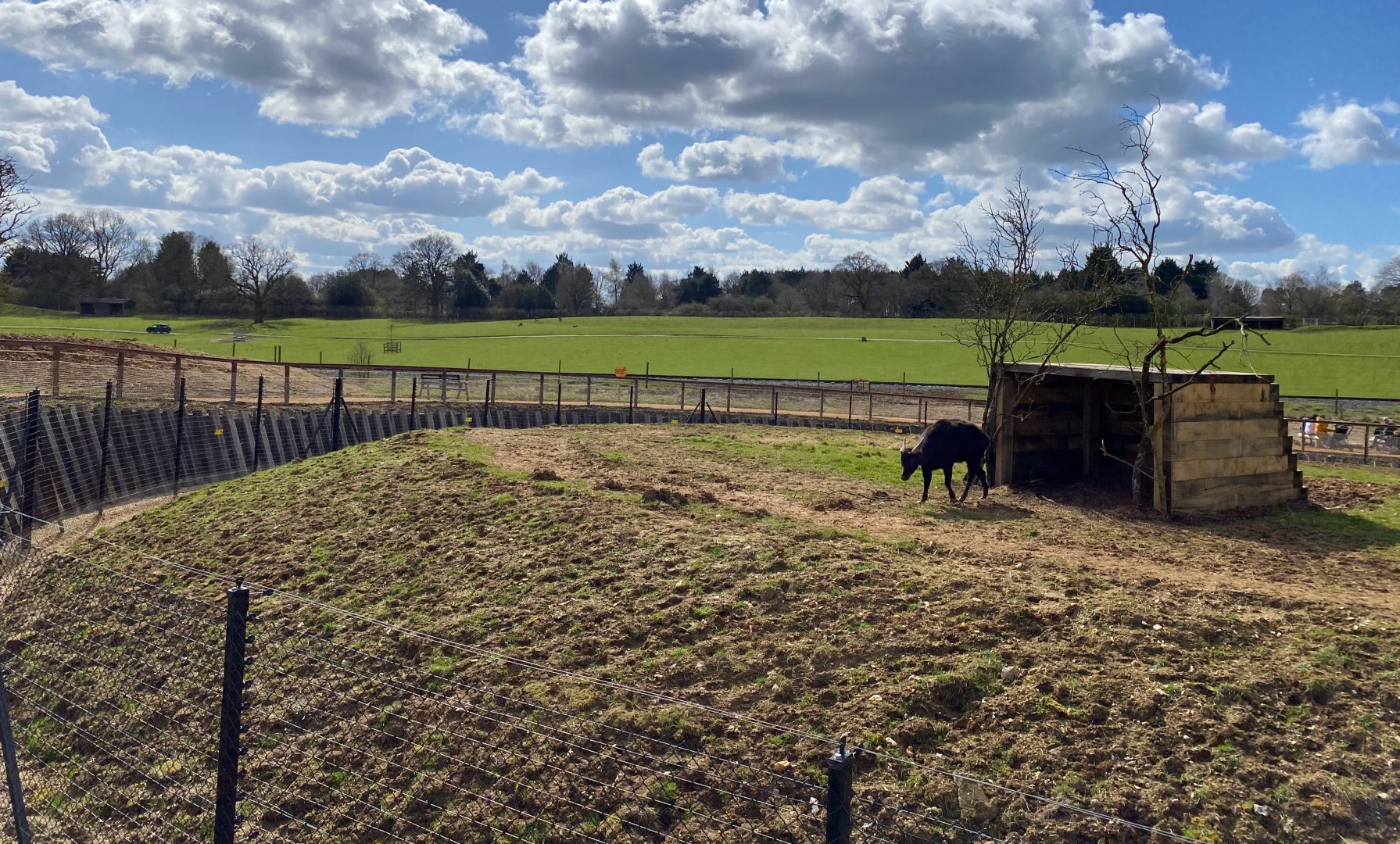 Monkey forest, rhs enclosure, far side, ZSL Whipsnade