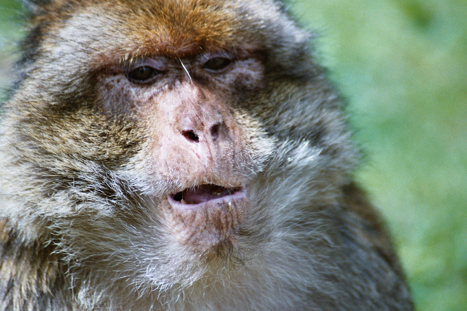 Monkey Forest