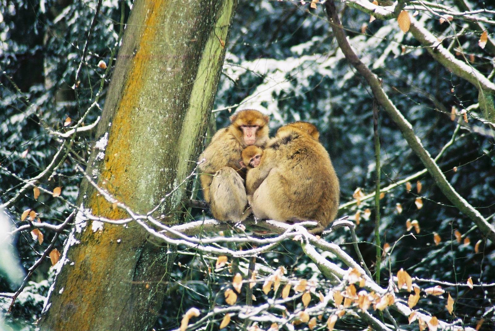 Monkey Forest