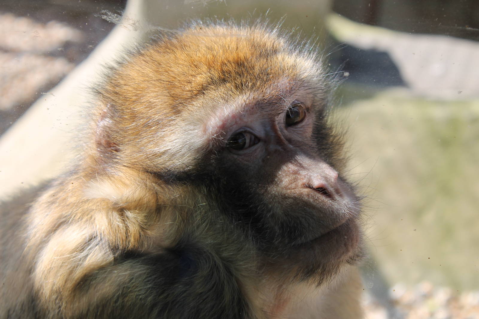Monkey Haven - Barbary Macaque