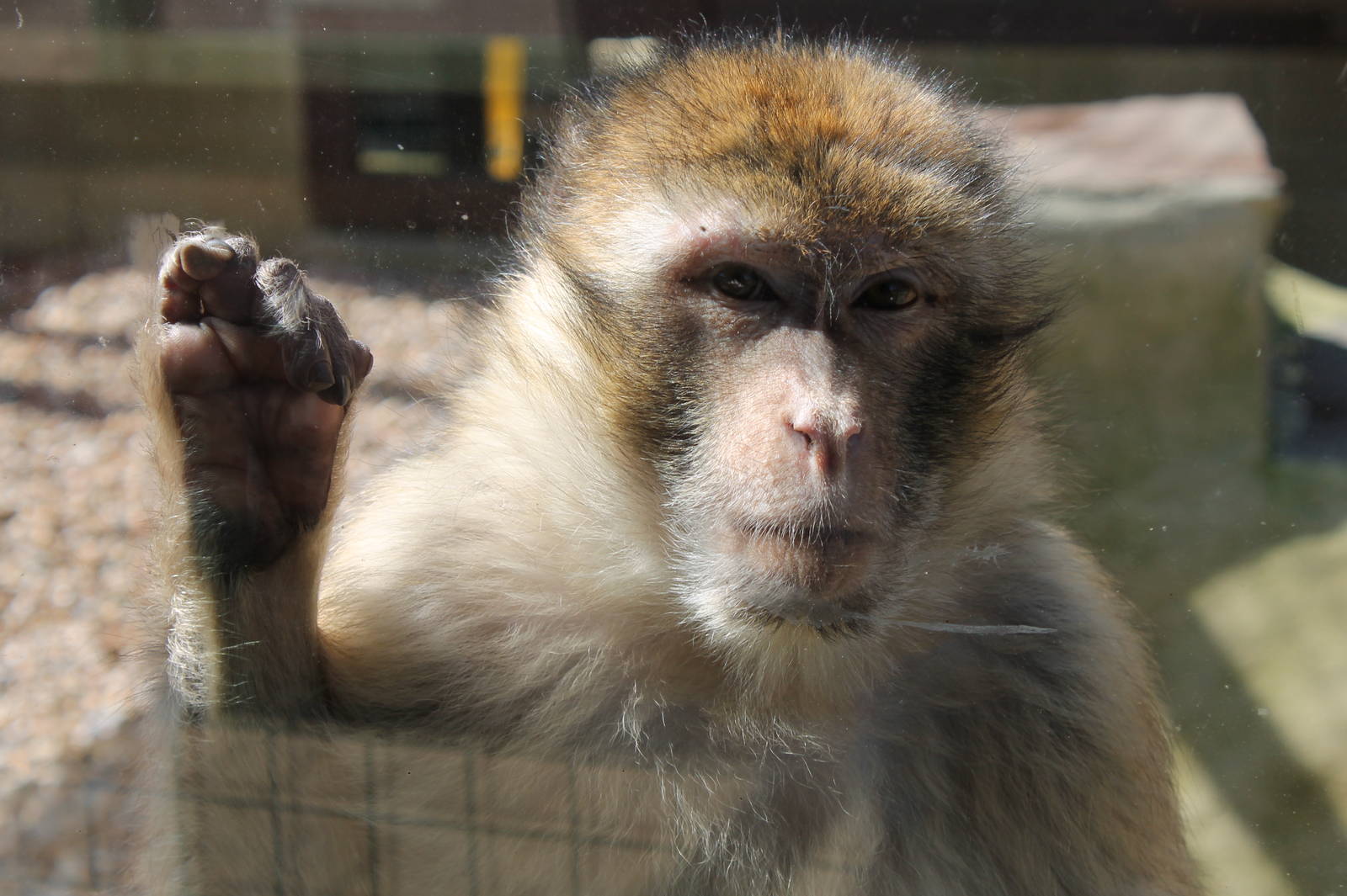 Monkey Haven - Barbary Macaque