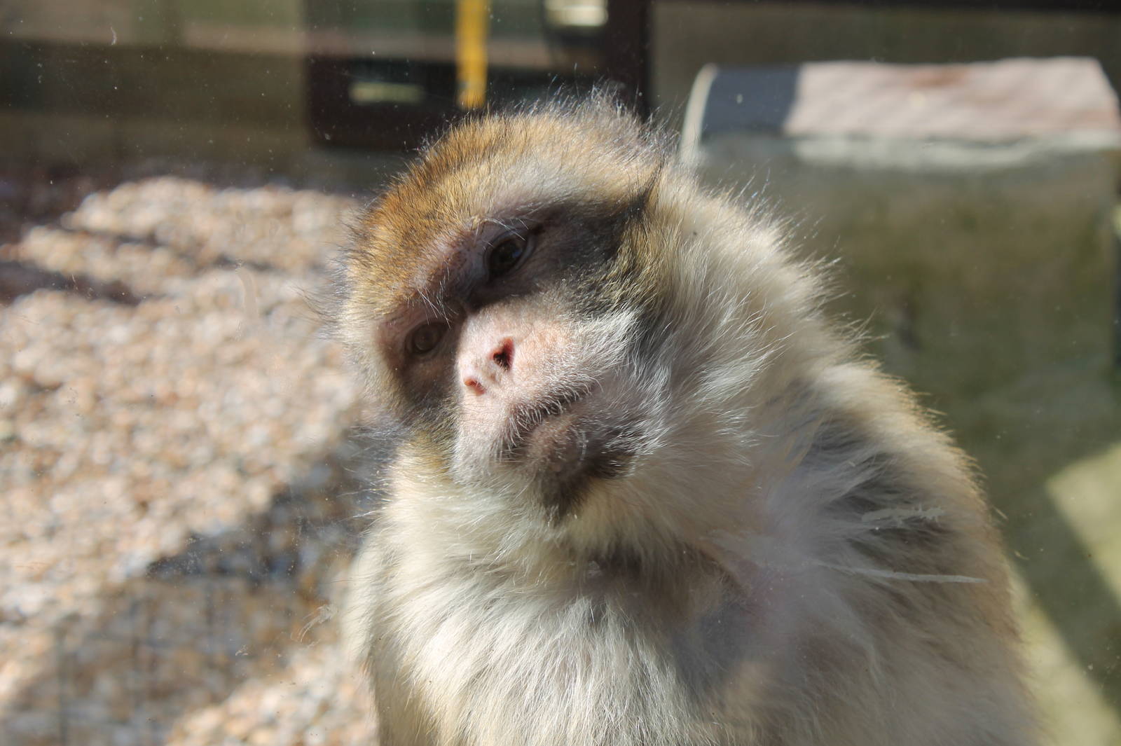 Monkey Haven - Barbary Macaque