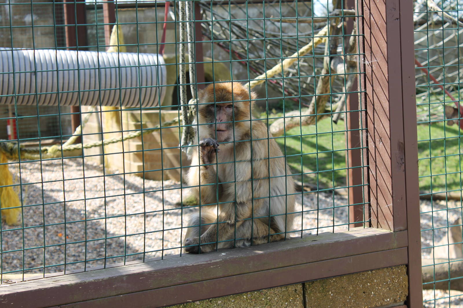 Monkey Haven - Barbary Macaque