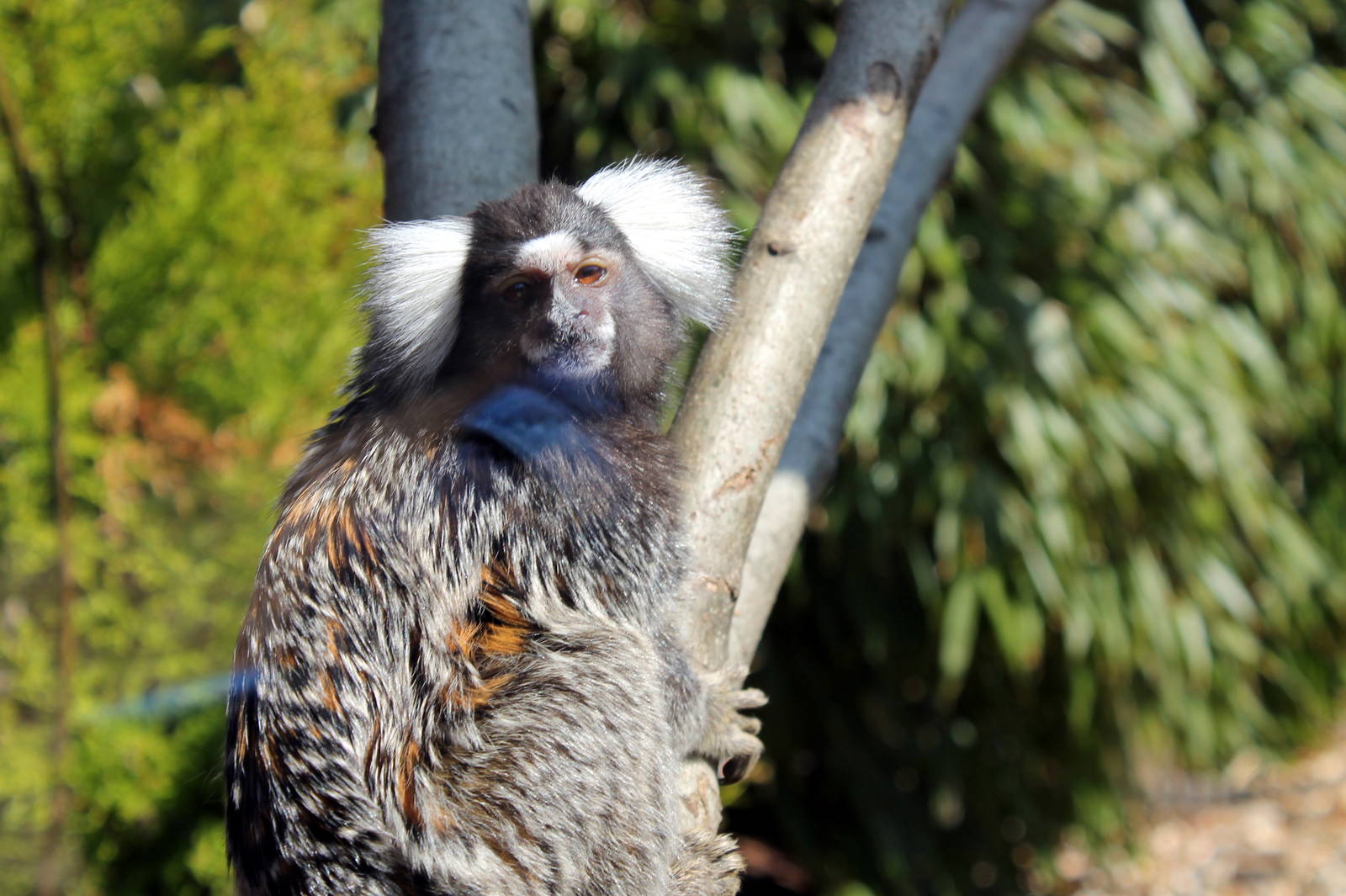 Monkey Haven -Common Marmoset