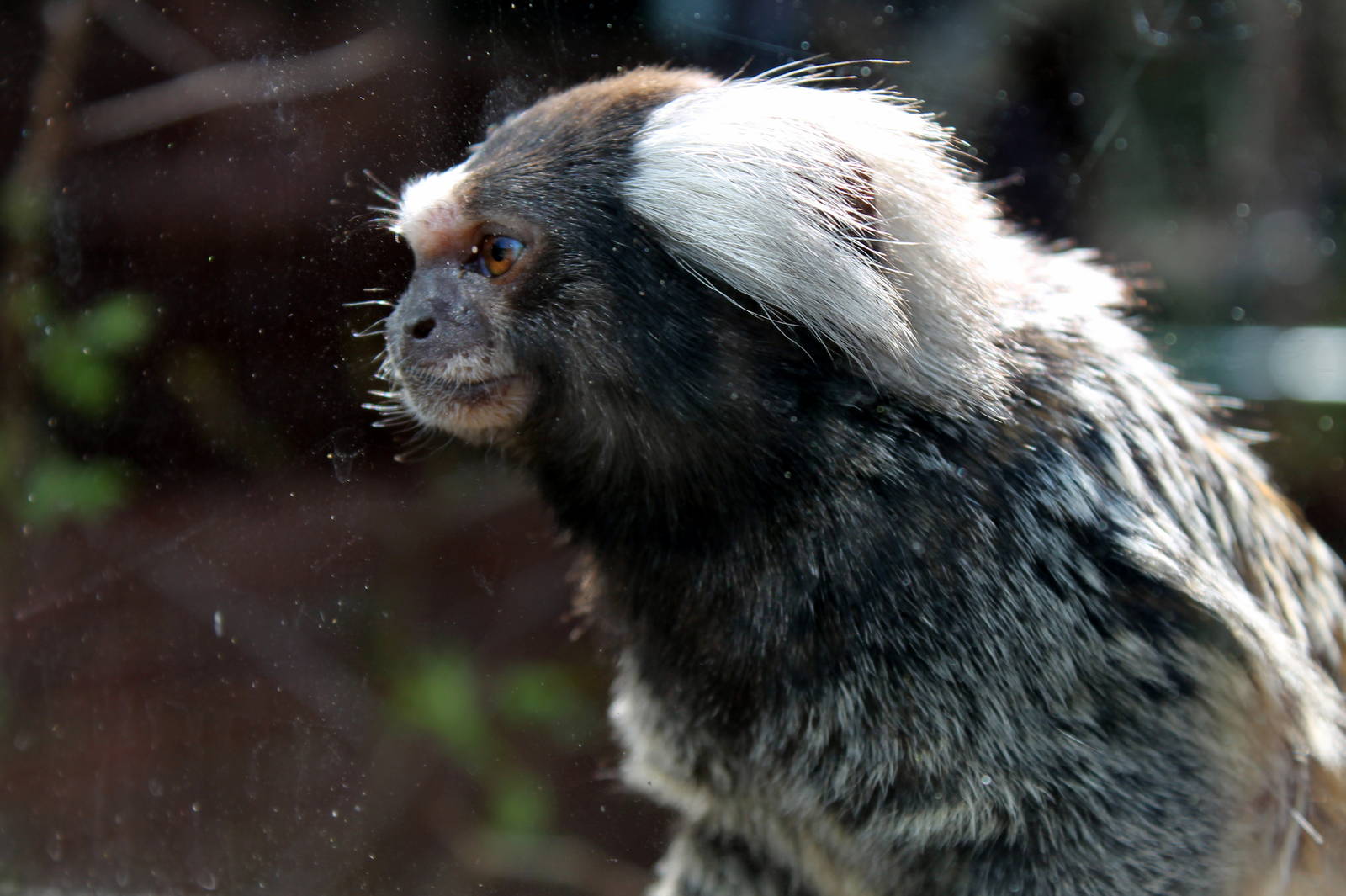 Monkey Haven - Common Marmoset