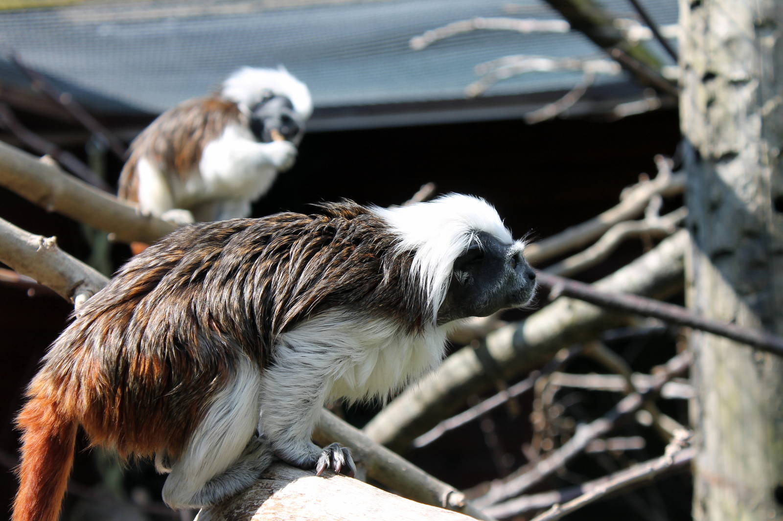 Monkey Haven - Cotton Top Tamarins