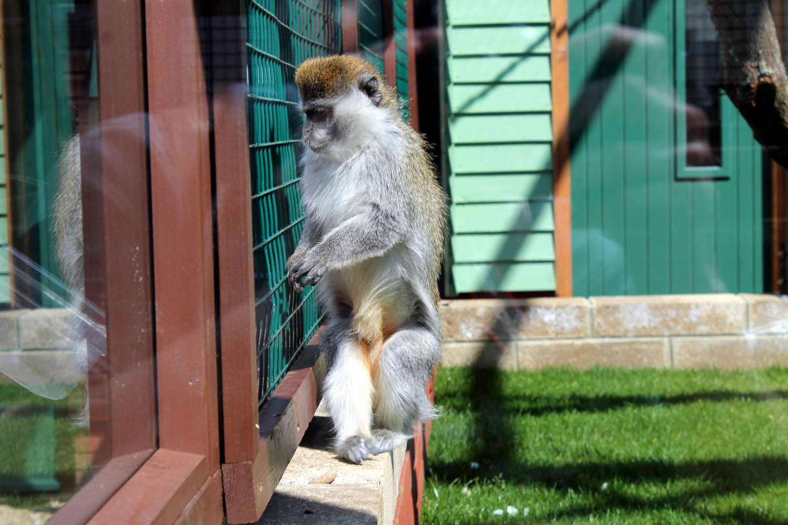 Monkey Haven - Grivet Monkey