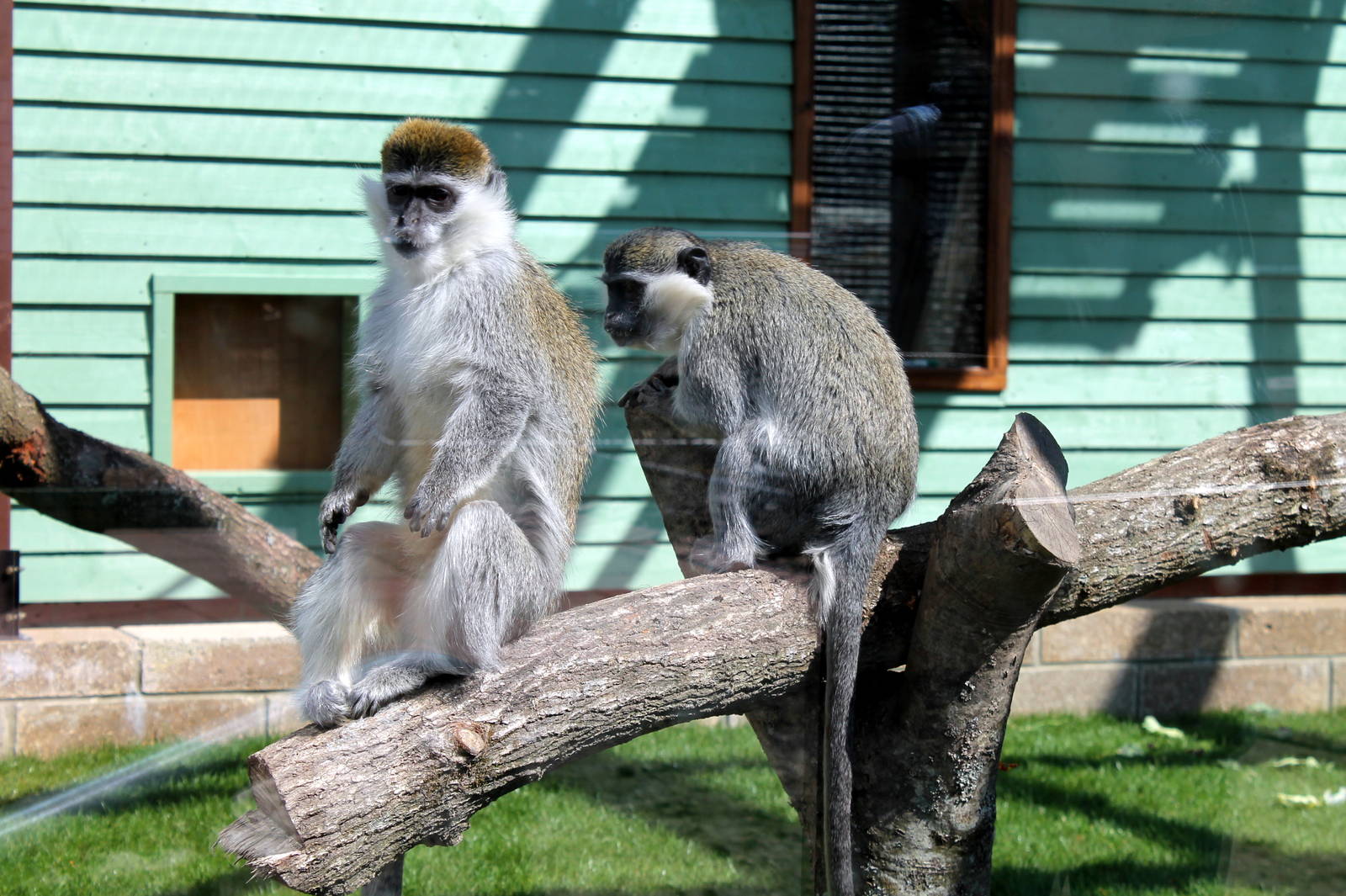 Monkey Haven - Grivet Monkeys