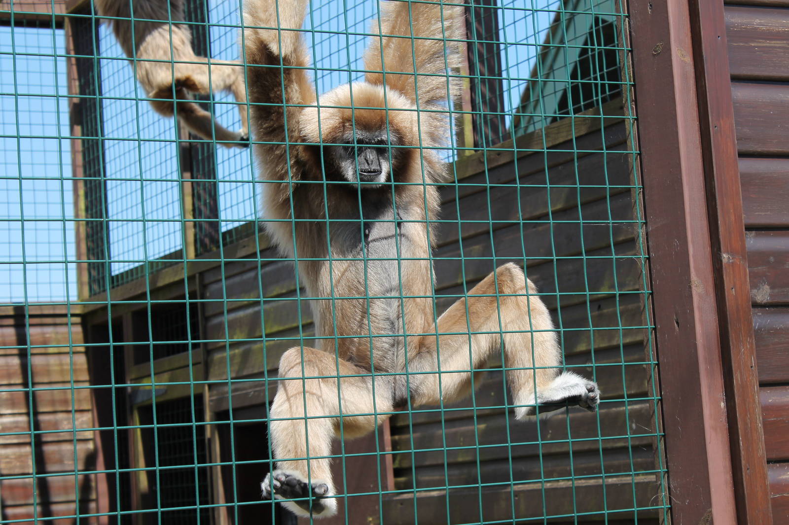 Monkey Haven - Lar Gibbon
