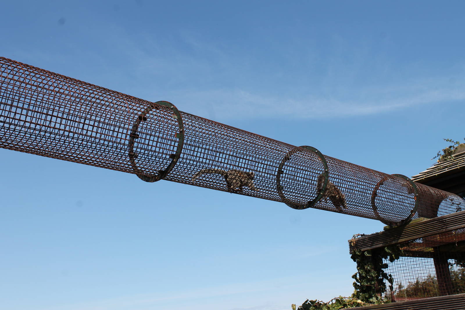 Monkey Haven - Marmoset Tunnel