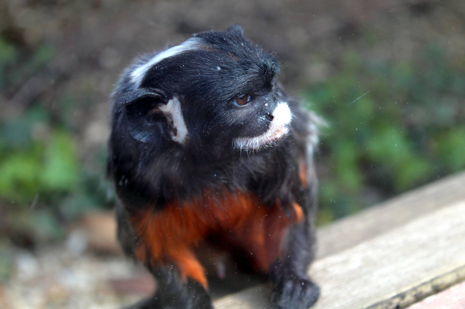 Monkey Haven - Red-bellied Tamarin