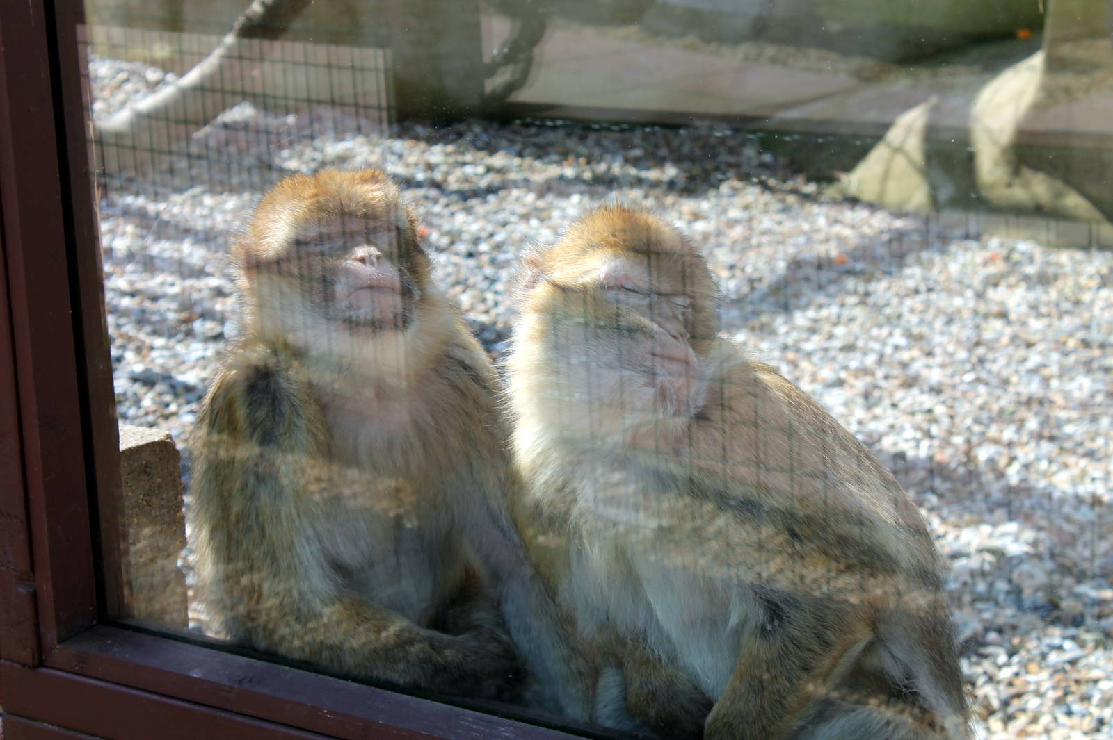 Monkey Haven - Sleeping Macaques