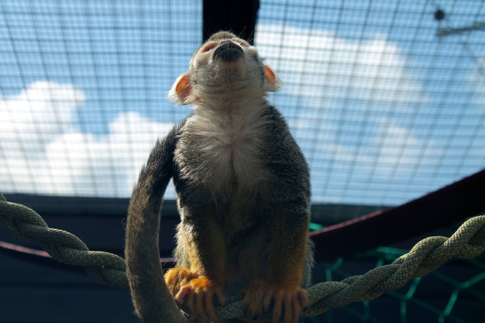 Monkey Haven - Squirrel Monkey