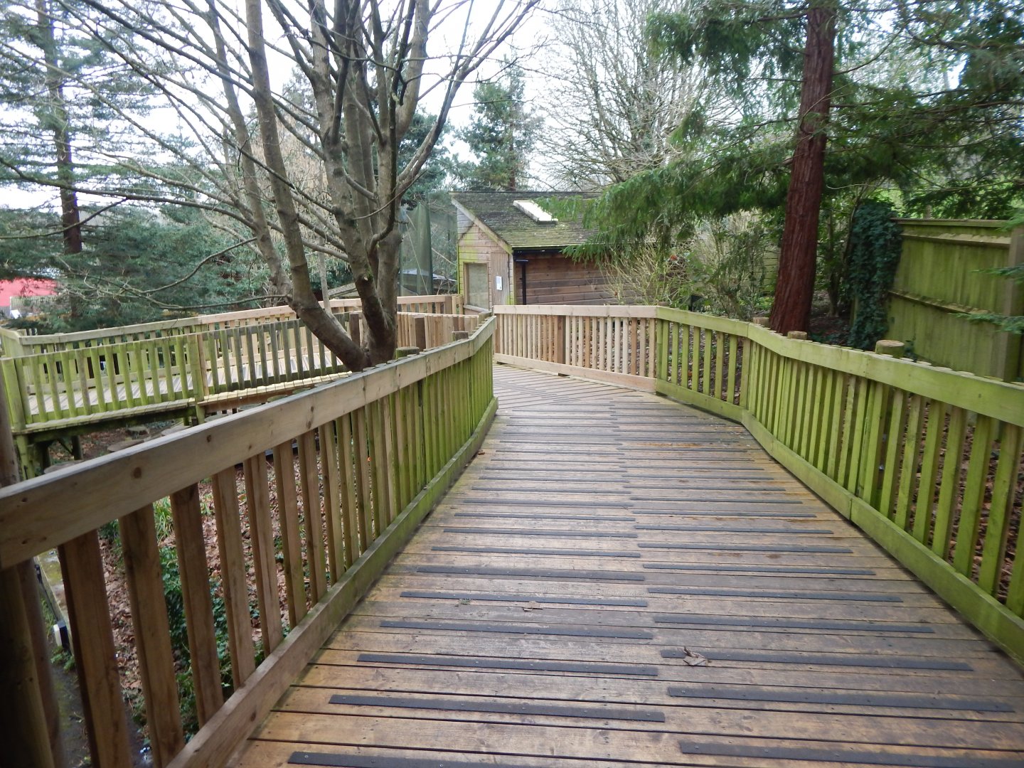 Monkey Heights 050224