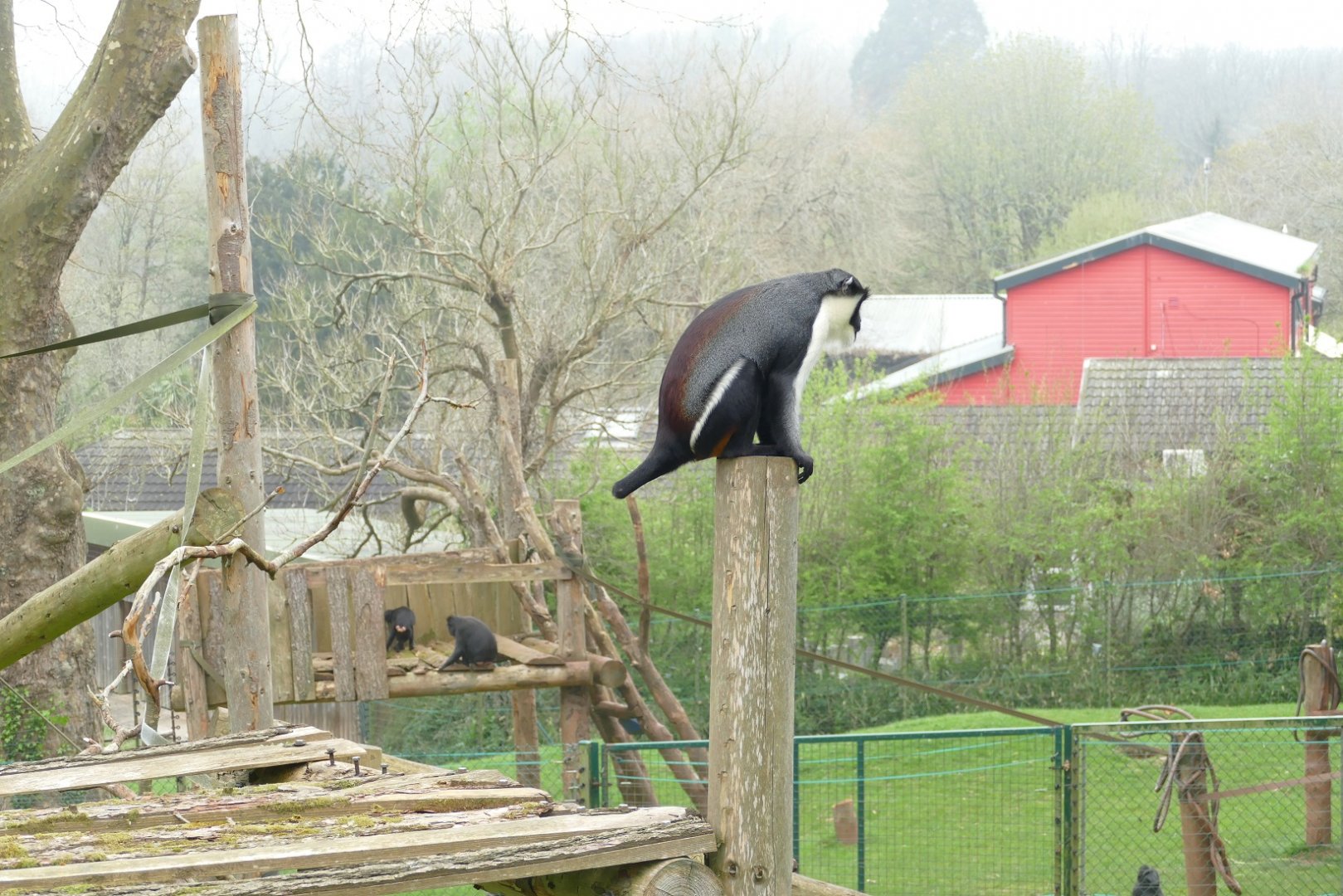 Monkey Heights, April 2022